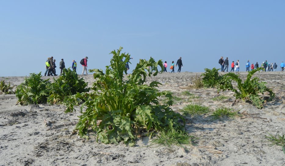 MarkerWadden520