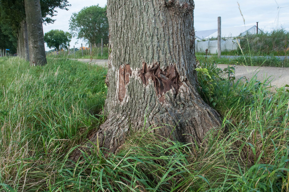 SchadeBomen8582