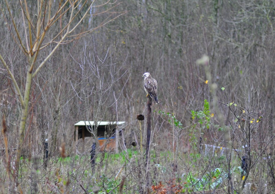 Buizerd 7360